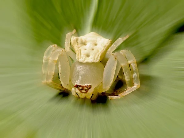 깨끗 한 흰 거미 — 스톡 사진