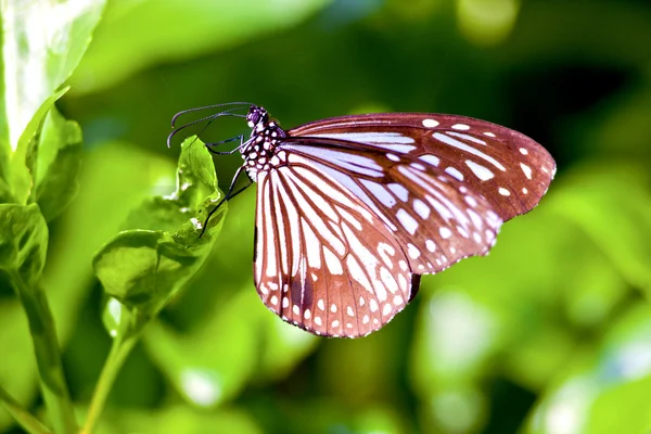 Pobyt na liść motyl — Zdjęcie stockowe