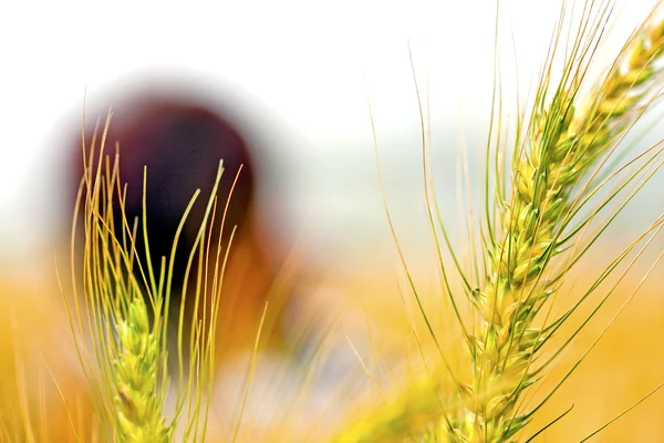 Barley — Stock Photo, Image