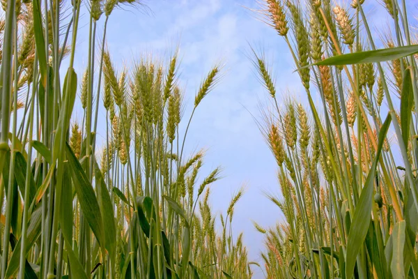 A barley farm with sky — Stock Photo, Image