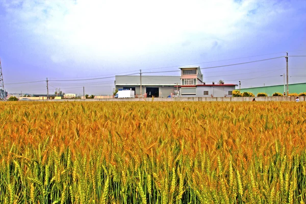 Barley front house in a farm — Stock Photo, Image