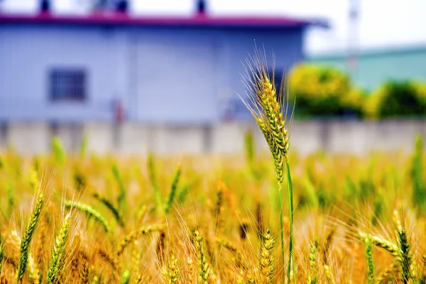 Barley farm — Stock Photo, Image