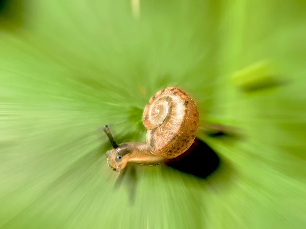 一只蜗牛 — 图库照片