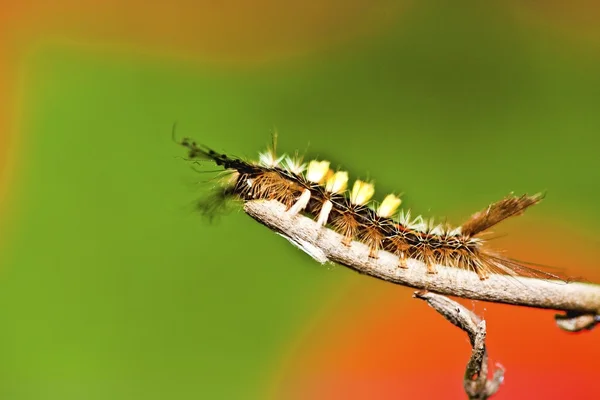 Butterfly larva — Stock Photo, Image