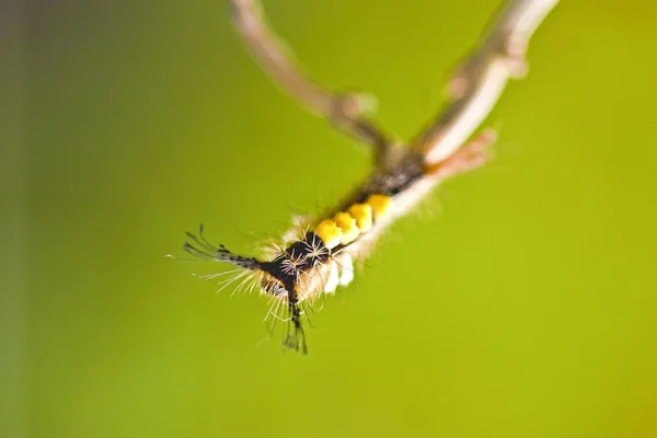 Butterfly larv — Stockfoto