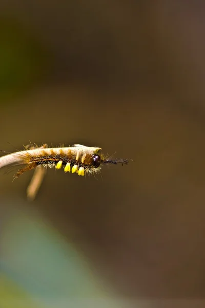 Larva de borboleta — Fotografia de Stock