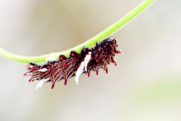Eine auf einem Ast kriechende Schmetterlingslarve — Stockfoto