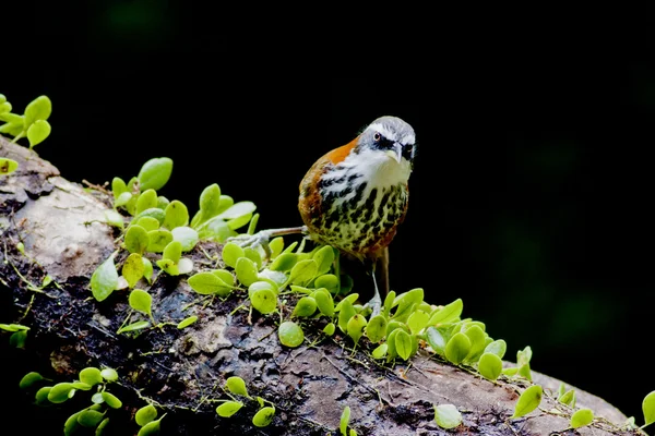 Pienempi Scimitar Babbler lintu — kuvapankkivalokuva
