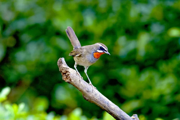 Een migratie vogel — Stockfoto