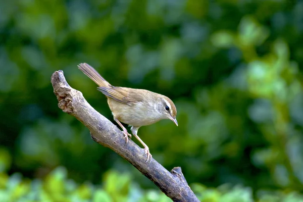 Świerszczak ptak — Zdjęcie stockowe