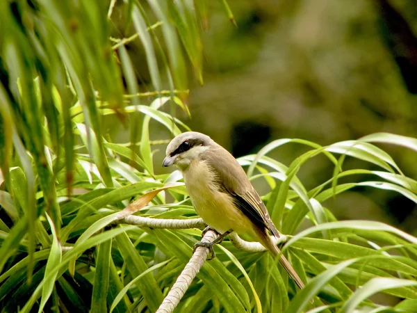 Dzierzba brązowa ptak — Zdjęcie stockowe