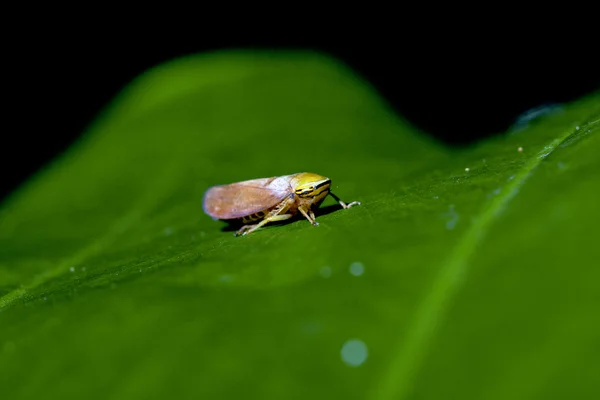 Leafhopper — Stock Photo, Image