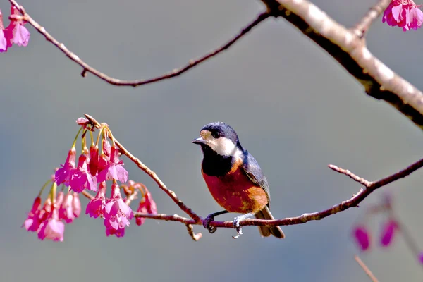 stock image Varied Tit a bird