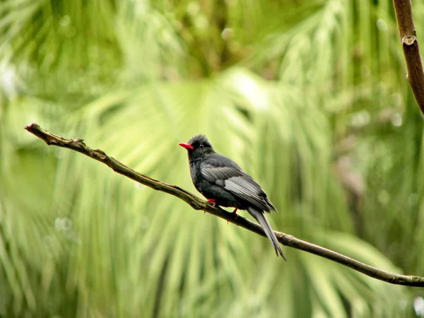 Black Bulbul a bird — Stock Photo, Image