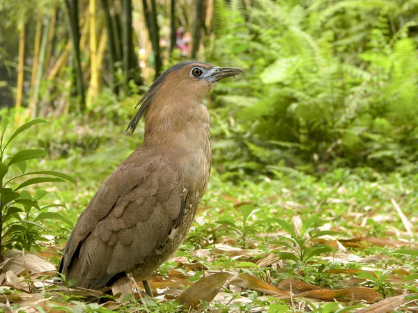 stock image Malaysian Night Heron