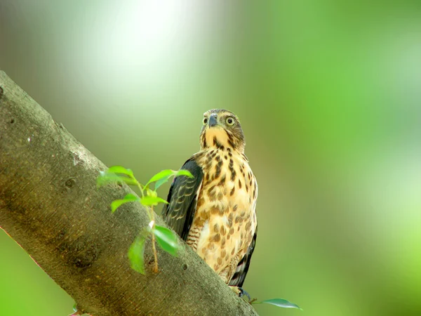 Crested Goshawk stand on a tree in Taipei — Stock Photo, Image