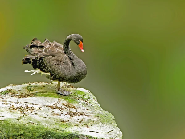 Чёрный лебедь птица — стоковое фото