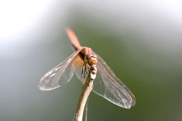 Crimson dropwing dragonfly — Stock fotografie