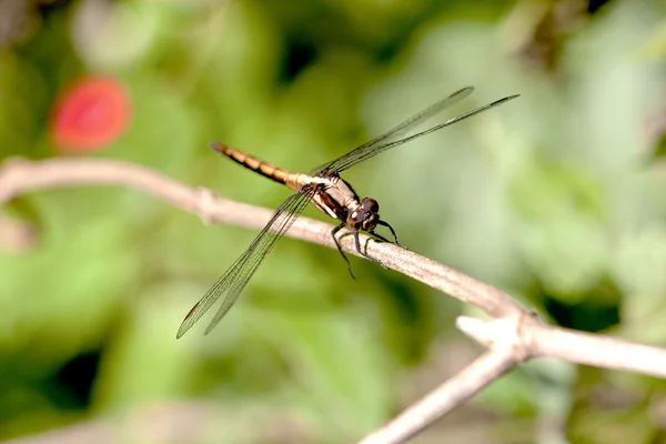 Una libélula se queda en una rama de madera —  Fotos de Stock