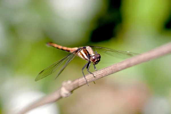 Uma libélula ficar em um galho de madeira — Fotografia de Stock