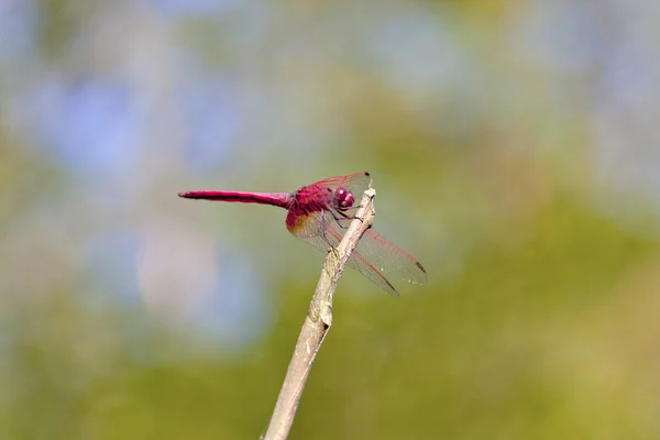 Crimson dropwing dragonfly — Stock fotografie