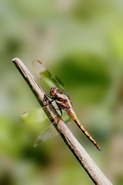 Uma libélula ficar em um galho de madeira — Fotografia de Stock