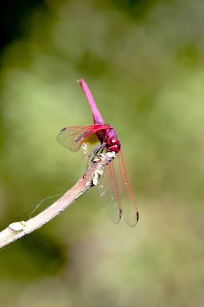 Carmesim soltando uma libélula — Fotografia de Stock