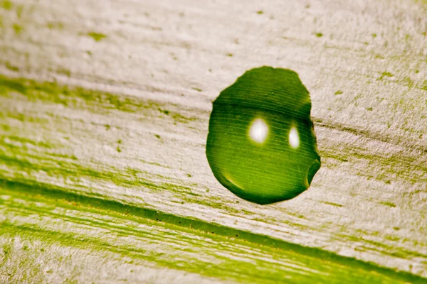 Waterdrop на лист — стокове фото