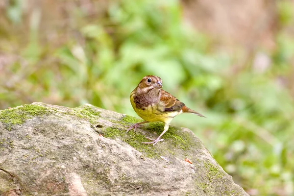 Kayanın üzerinde bir kuş kiraz kuşu kestane stand — Stok fotoğraf