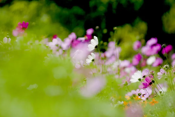 Kosmos podwójnie pierzasty cloroful kwiaty ogród na wiosnę — Zdjęcie stockowe
