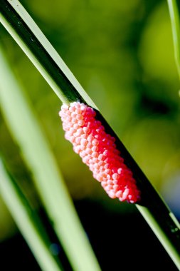 Insect eggs clipart