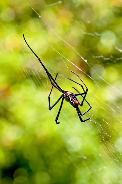 Große Spinne — Stockfoto