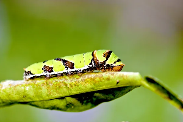 Larva della farfalla — Foto Stock