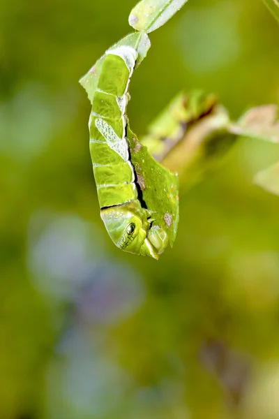 Vlinder larve — Stockfoto