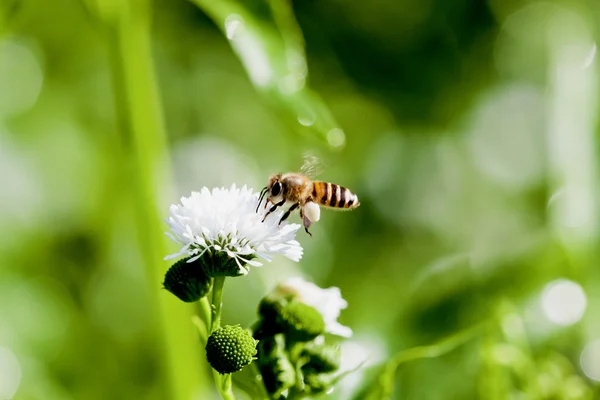 A bee visit flower — Stock Photo, Image
