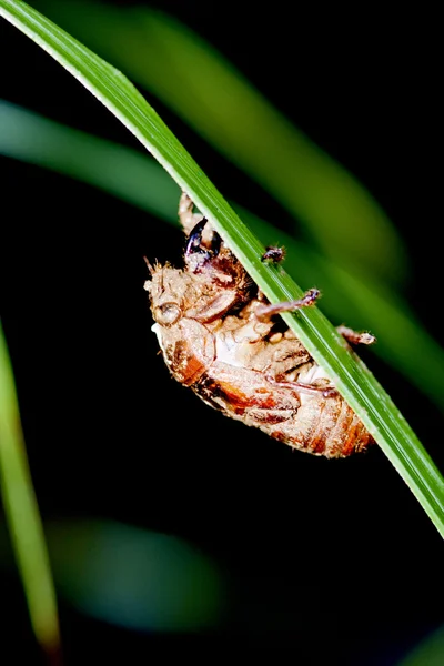 Ağustos böcekleri — Stok fotoğraf
