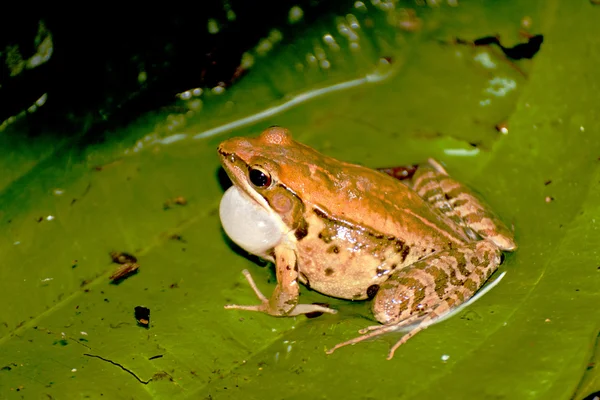 A frog in summer — Stock Photo, Image