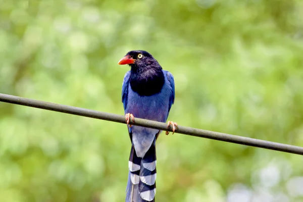 Formosan Blue Magpie — Stock Photo, Image
