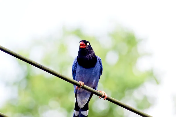Formosan azul magpie — Fotografia de Stock