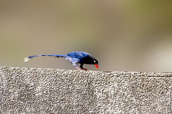 Formosan Blue Magpie — Fotografie, imagine de stoc