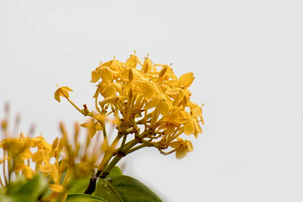 Beautiful flora — Stock Photo, Image