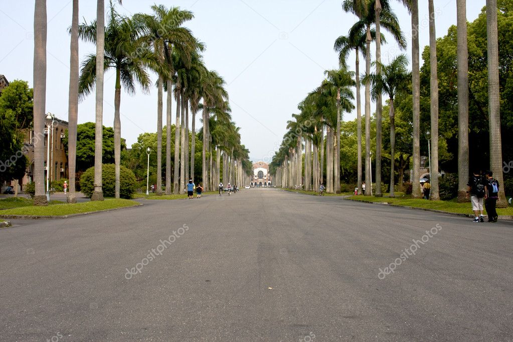 Coconut tree forest main road