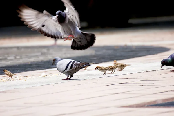 Güvercinler ve Serçeler — Stok fotoğraf