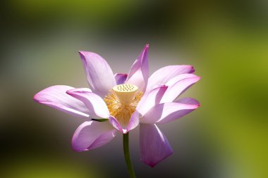 güzel, lotus