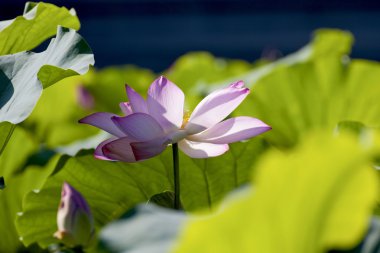 güzel, lotus