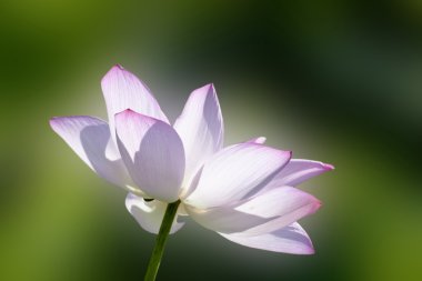 Beautiful Lotus clipart