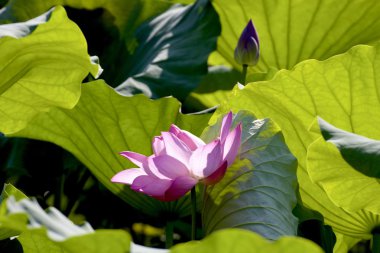güzel, lotus
