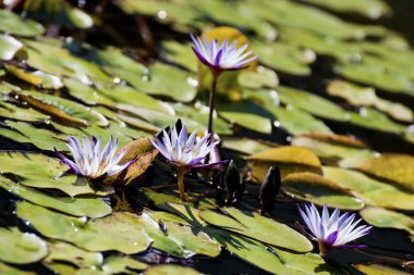 Water lily clipart