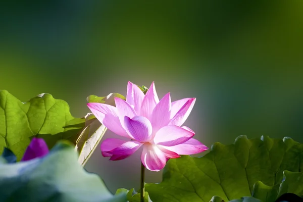 Όμορφη lotus — Φωτογραφία Αρχείου