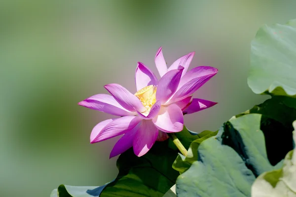 Prachtige lotus — Stockfoto